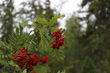 red currant bush