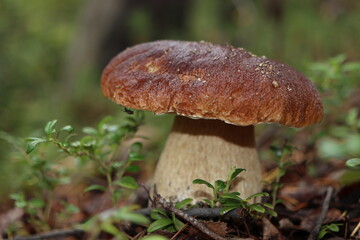 mushroom in the forest