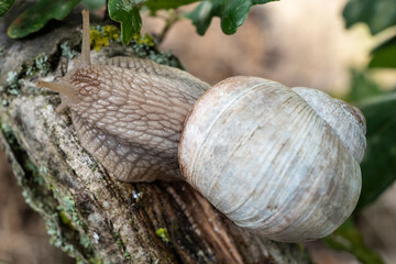 escargot sur une branche d'arbre