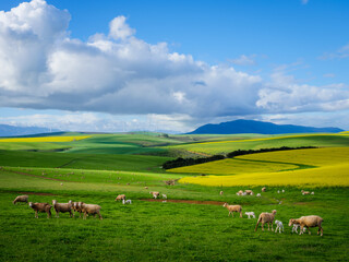 Fototapeta premium Beautiful rolling hills of canola flowers and farmlands in spring. Sheep graze in the fields with the Klipheuwel Wind Farm in the background. Near Caledon, Overberg, Western Cape, South Africa.