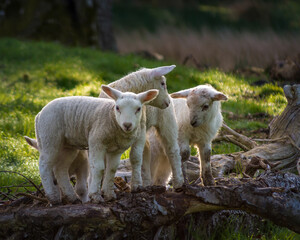 Playing lambs