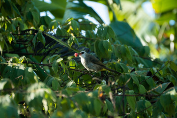bird on a branch