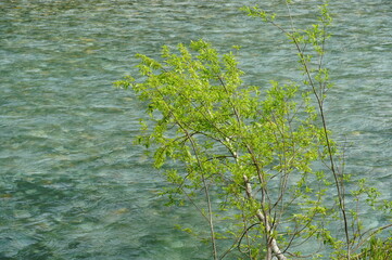 上高地、穂高連峰、梓川。大自然の中をハイキングしました。