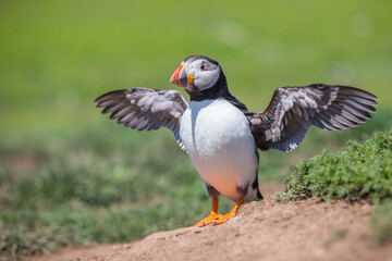 Atlantic Puffin On Skomer Island, Pembrokshire, Wales. United Kingdom Atlantic puffin also know as common puffin is a species of seabird in the auk family. Iceland, Norway, Faroe Islands, Newfoundland