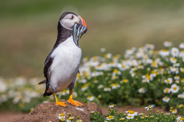 Atlantic Puffin On Skomer Island, Pembrokshire, Wales. United Kingdom