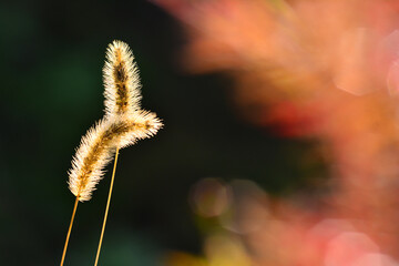 가을에 피는 야생화들