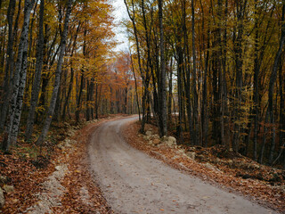Obraz premium Autumn forest leaves road in nature travel
