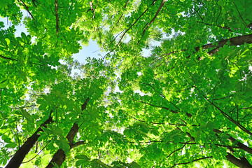 Fototapeta na wymiar 그리너리한 녹색의 나무잎 배경