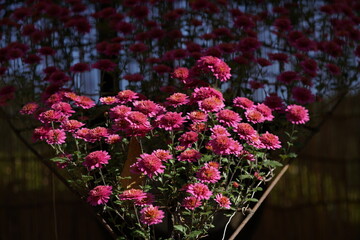 Pink flowers of Chrysanthemum 'Kengai Style' in full bloom
