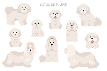 Coton de Tulear clipart. Different poses, coat colors set