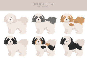 Coton de Tulear clipart. Different poses, coat colors set
