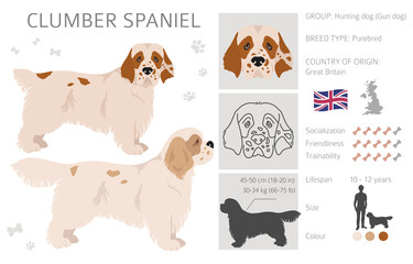 Cirneco dell Etna, Sicilian hound clipart. Different poses, coat colors set