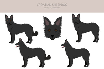 Croatian sheepdog clipart. Different poses, coat colors set - obrazy, fototapety, plakaty