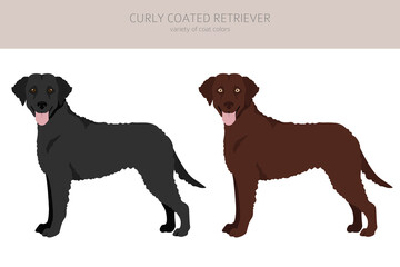 Curly coated retriever clipart. Different poses, coat colors set