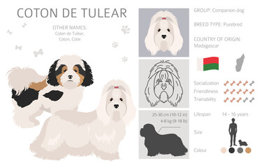 Coton de Tulear clipart. Different poses, coat colors set