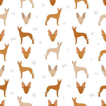 Cirneco dell Etna, Sicilian hound seamless pattern. Different poses, coat colors set
