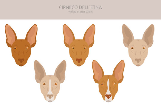 Cirneco dell Etna, Sicilian hound clipart. Different poses, coat colors set