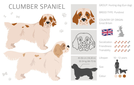 Cirneco dell Etna, Sicilian hound clipart. Different poses, coat colors set