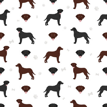Curly coated retriever seamless pattern. Different poses, coat colors set