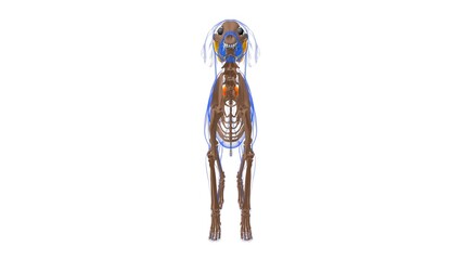 Erector Spinae muscle Dog muscle Anatomy For Medical Concept 3D