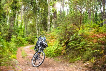 Fototapeta premium landscape with a bicycle resting in a forest path