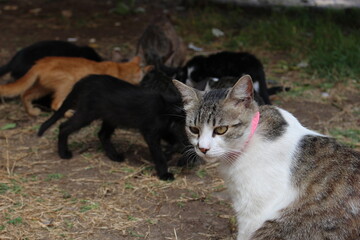 サントリーニ島