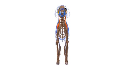 Omotransversarius muscle Dog muscle Anatomy For Medical Concept 3D