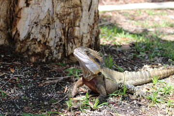 オーストラリア