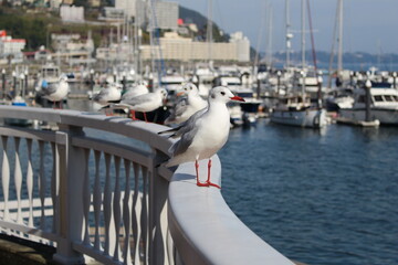 熱海、カモメ