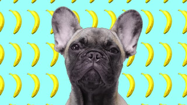 Bulldog with animated bananas in the background