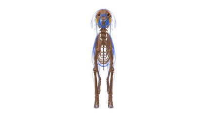 Temporalis muscle Dog muscle Anatomy For Medical Concept 3D