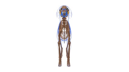 Teres Major muscle Dog muscle Anatomy For Medical Concept 3D