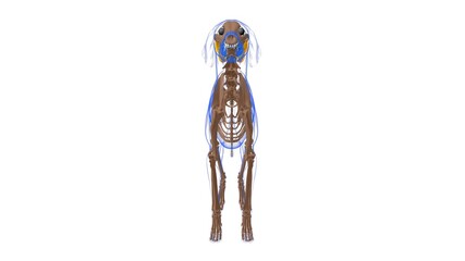Vastus intermedius muscle Dog muscle Anatomy For Medical Concept 3D