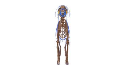 Vastus lateralis muscle Dog muscle Anatomy For Medical Concept 3D