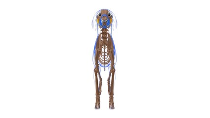Vastus medialis muscle Dog muscle Anatomy For Medical Concept 3D