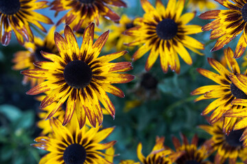 black-eyed Susan flower in summer garden
