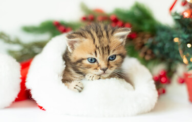 Portrait of a cute striped kitten in a Santa Claus hat on the background of a Christmas tree. Pet kittens for the New Year Christmas.