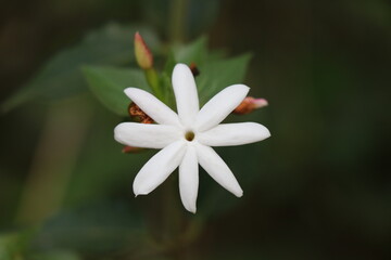 close up of a white flower