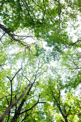 Green forest canopy