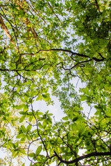 Green forest canopy