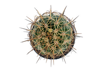 Top view of potted plant with thorn cactus. On isolated white background with clipping path.