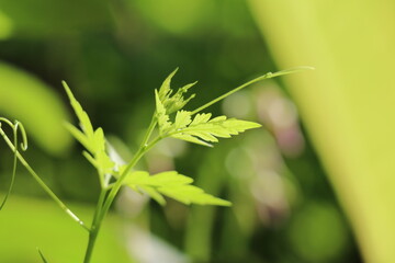 Green leaves in the morning sun light
