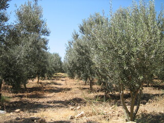 Between rows of low olive trees on a hot day under the scorching sun.