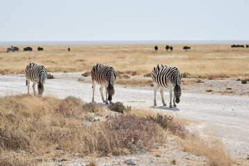 Three common plains zebras (Equus quagga) or Burchell zebras walk on a safari gravel road in Etosha national park, Namibia, Africa.