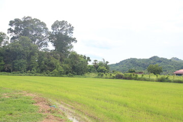 Fields in Nakhon Nayok Province