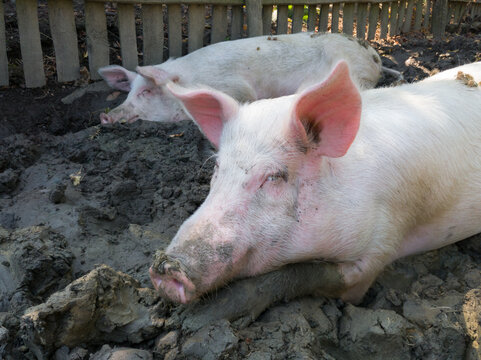 Domestic pigs are bathed in a mud bath in a pig pen, the animals are rolled and cooled in mud