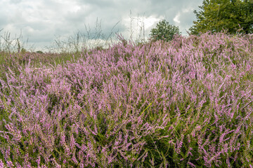 Fototapeta premium Closeup of pink flowering cross-leaved heath in a Dutch nature reserve. It is a cloudy day in the summer season.