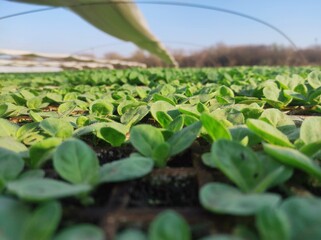 Plantitas