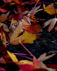 fallen leaves 