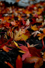 Fallen autumn leaves